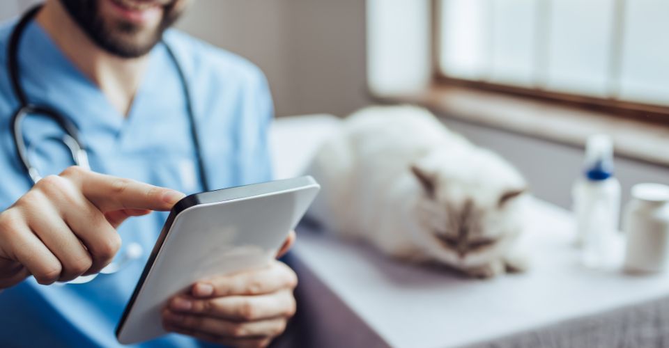 presença online de marketing digital para clínica veterinária